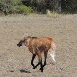 LA PROVINCIA LIBERÓ EN ALEJANDRA A UN EJEMPLAR DE AGUARÁ GUAZÚ