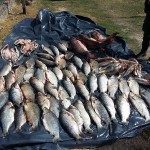 LOS PUMAS DECOMISARON PESCADO EN LA RUTA 1