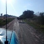 Los Pumas 07 - 03 - 18