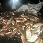 Decomiso de pescado - Campo del Medio