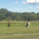Secuestro de dos equinos