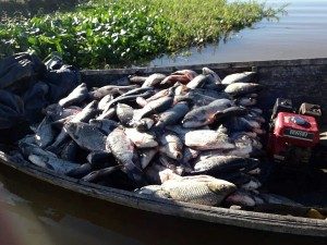 Decomisaron 2.300 pescados