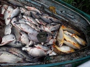 Decomiso de pescado 06 - 05 - 18