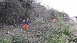 LIMPIEZA Y PLANTACIÓN DE ÁRBOLES 1