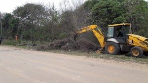 LIMPIEZA Y PLANTACIÓN DE ÁRBOLES 2