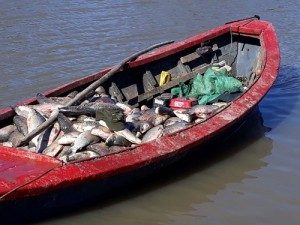 DECOMISO DE PESCADO 27 - 08 - 18