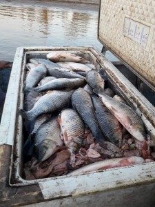 Decomiso Pescado 20 - 08 - 18