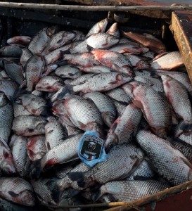 Decomiso de pescado 13 - 08 - 18