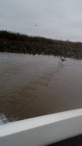 EL VUELO DEL PATO FOTO 37