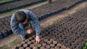 LA PROVINCIA ENTREGARÁ INSUMOS Y HERRAMIENTAS A VIVEROS DE LOS DEPARTAMENTOS GARAY Y SAN JAVIER