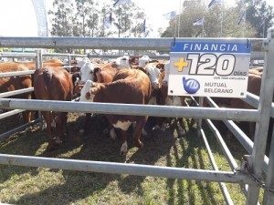 MUTUAL BELGRANO ACOMPAÑANDO AL SECTOR GANADERO EN EL REMATE DE CABAÑA LOS AMORES