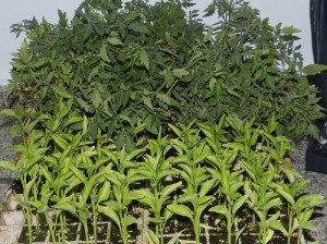 TALLER DEL PROYECTO DE FRUTALES NATIVOS 3