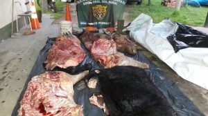 abigeato 13 - 09 - 18