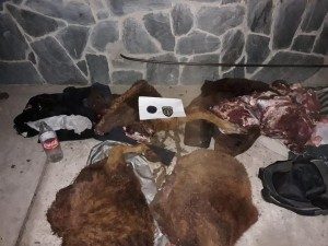 tres aprehendido por abigeato