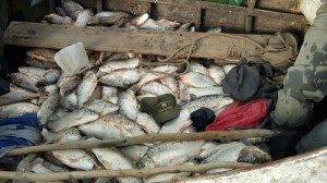 DECOMISARON MÁS DE 3500 PESCADOS