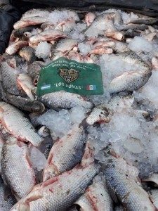 Decomisaron 720 sábalos