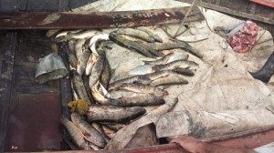 Decomisaron pescado en Arroyo Leyes y San Javier