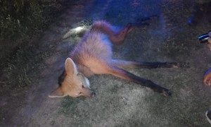 Rescatan aguará ruta 1