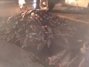 Decomiso de pescado 12 - 11 - 18