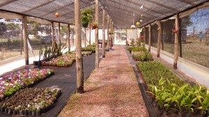 Vivero Inclusivo 2