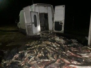 Los Pumas - Procedimientos