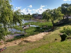 LAS CAMALOTES NO PARAN DE LLEGAR A LA PLAYA