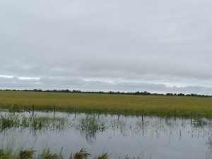 SITUACIÓN LÍMITE PARA LAS PRODUCCIONES EN LOS DEPARTAMENTOS GARAY Y SAN JAVIER 2