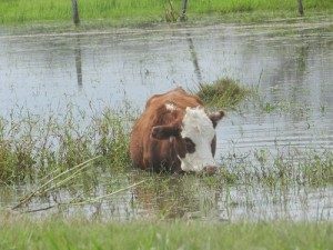 SITUACIÓN LÍMITE PARA LAS PRODUCCIONES EN LOS DEPARTAMENTOS GARAY Y SAN JAVIER 4