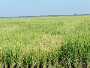 RECORRIDA DE CAMPOS DE ARROZ EN SAN JAVIER
